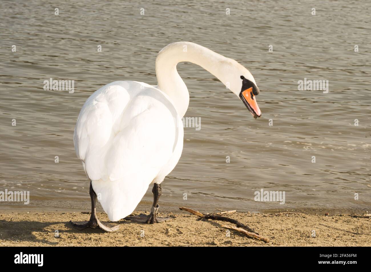 Zones habitées par un grand nombre de cygnes sauvages, ainsi que la sauvagine sauvage dans la nature, le cygne dans son habitat naturel. Banque D'Images