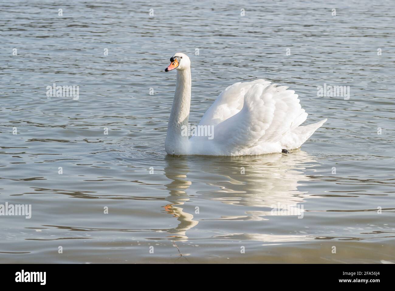 Zones habitées par un grand nombre de cygnes sauvages, ainsi que la sauvagine sauvage dans la nature, le cygne dans son habitat naturel. Banque D'Images