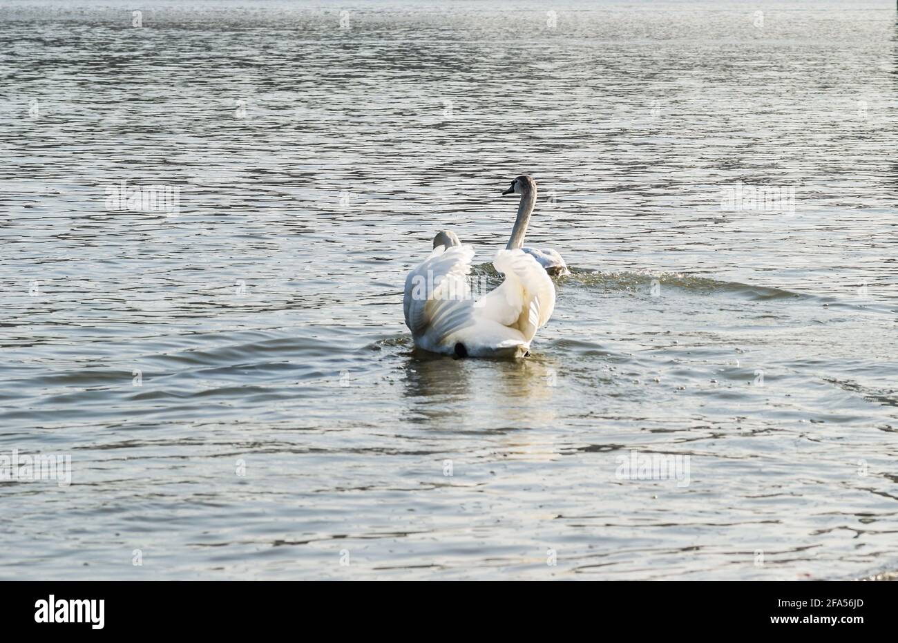 Zones habitées par un grand nombre de cygnes sauvages, ainsi que la sauvagine sauvage dans la nature, le cygne dans son habitat naturel. Banque D'Images