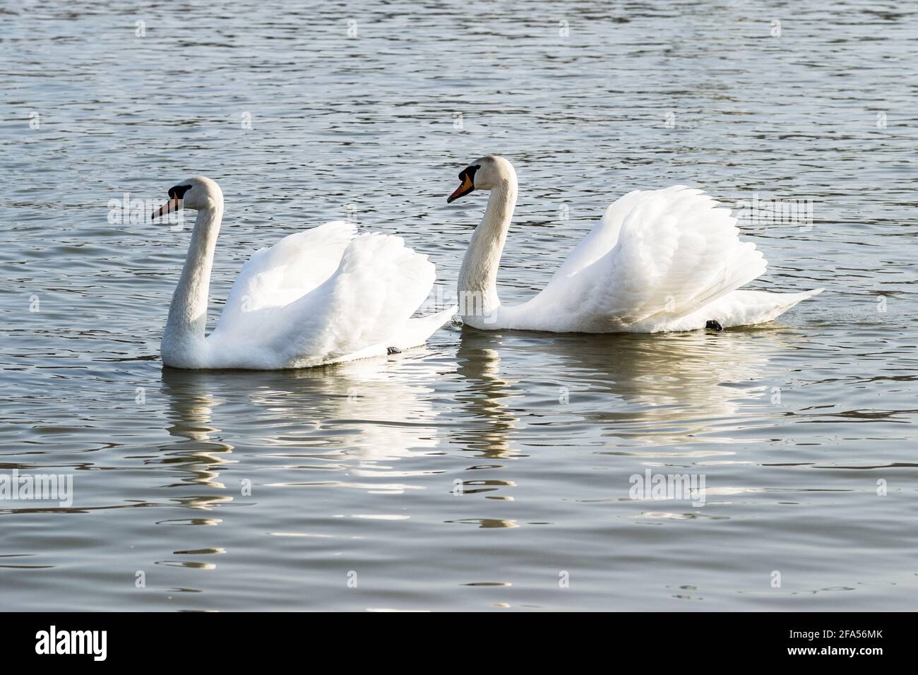 Zones habitées par un grand nombre de cygnes sauvages, ainsi que la sauvagine sauvage dans la nature, le cygne dans son habitat naturel. Banque D'Images