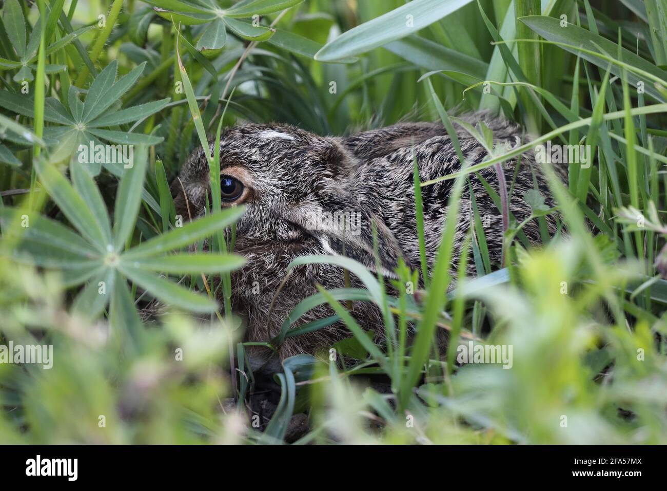 Un jeune lièvre brun Leveret (Lepus capensis) se vidant parmi les plantes vertes vives dans un environnement de jardin, Teesdale, Royaume-Uni Banque D'Images