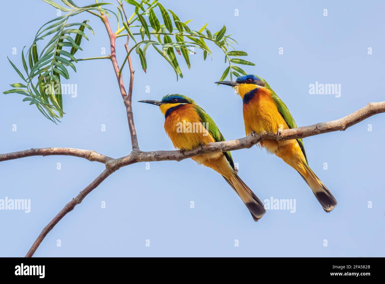 Blue-Breasted Bee-eater - Merops variegatus, belle couleur des abeilles-eater des bois africains, buissons et forêts, lac Ziway, Ethiopie. Banque D'Images