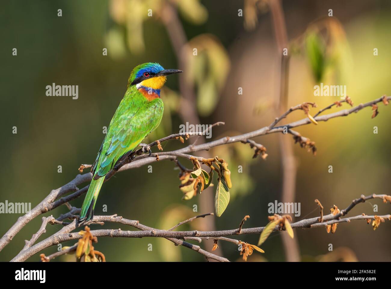 Blue-Breasted Bee-eater - Merops variegatus, belle couleur des abeilles-eater des bois africains, buissons et forêts, lac Ziway, Ethiopie. Banque D'Images