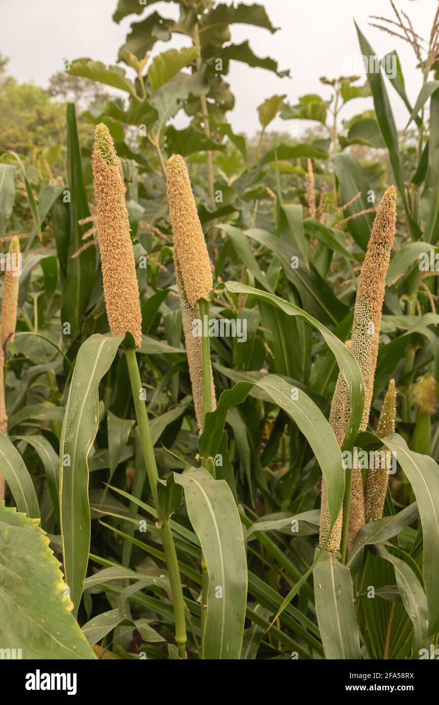 Vue de la culture saine et biologique de millet en croissance dans le champs avec ses feuilles Banque D'Images