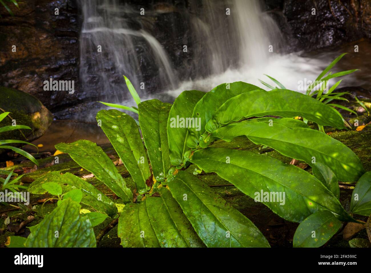 Panama paysage avec plante avec de grandes feuilles par une petite cascade dans le désert de Nargana à Garduk, Comarca Guna Yala, République du Panama. Banque D'Images