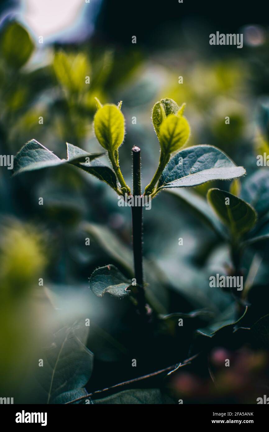 feuilles vertes vues de près d'une lonicera dans un garez-vous au début du printemps Banque D'Images