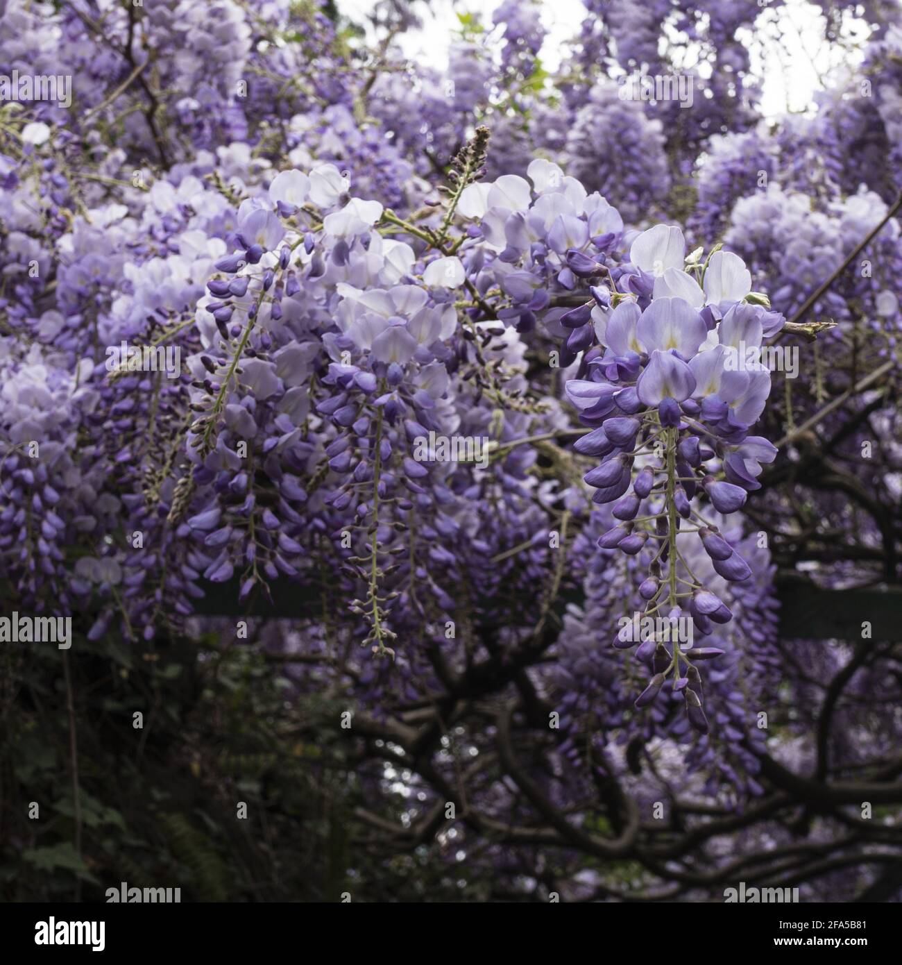 Wisteria en gros plan. Délicates grappes de fleurs violettes sur fond  défoqué Photo Stock - Alamy