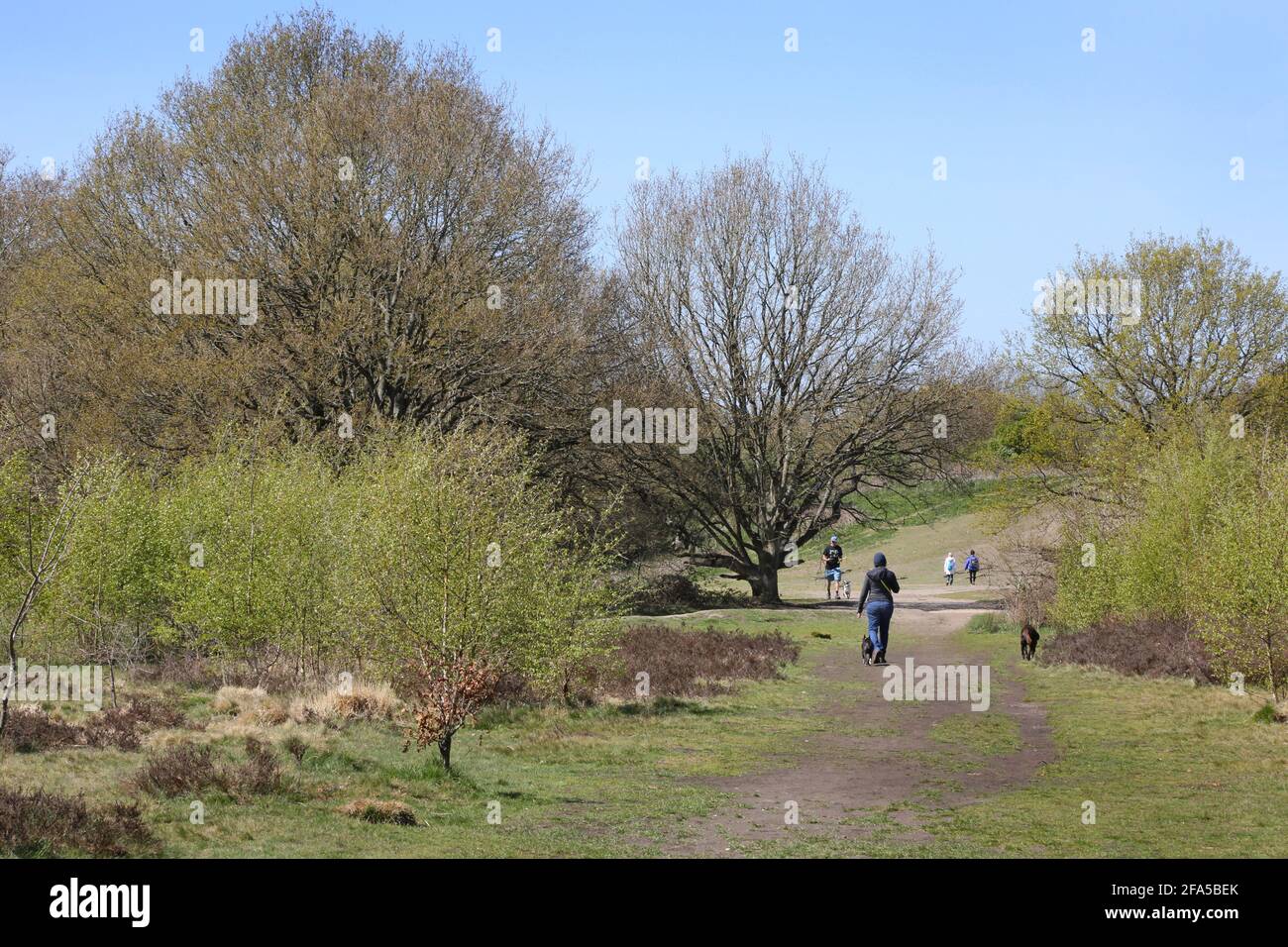 Les gens marchent leurs chiens dans les bois sur Wimbledon Common, sud-ouest de Londres, Royaume-Uni. Banque D'Images