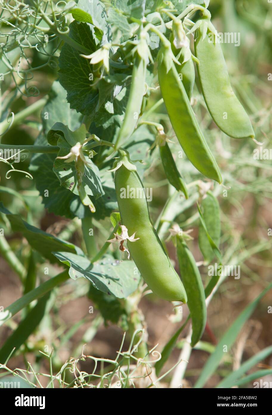 Les pois plantent dans les prés de la Serena, Badajoz, Extremadura, Espagne. Gros plan Banque D'Images