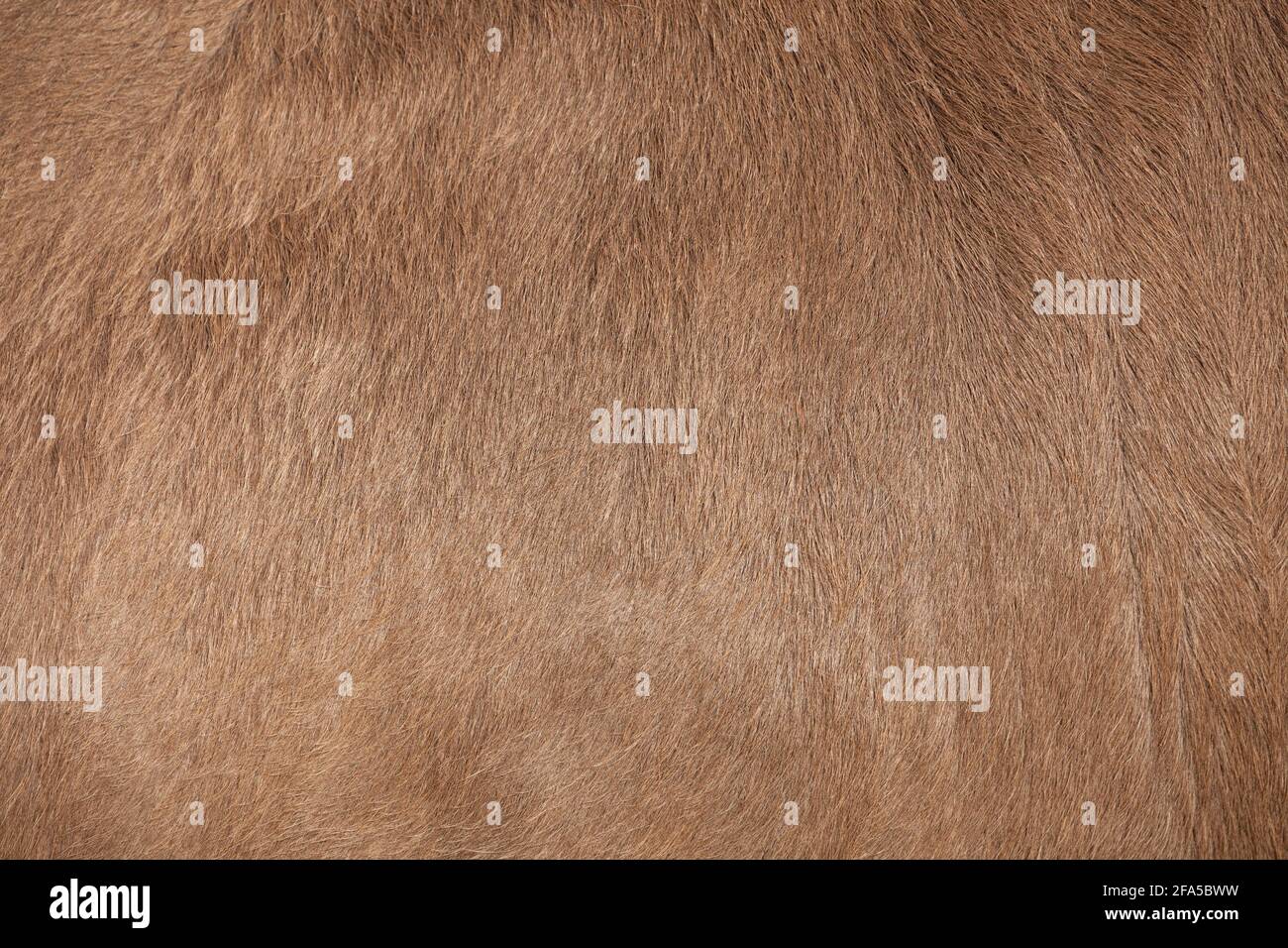 texture marron du corps d'un bovin Banque D'Images