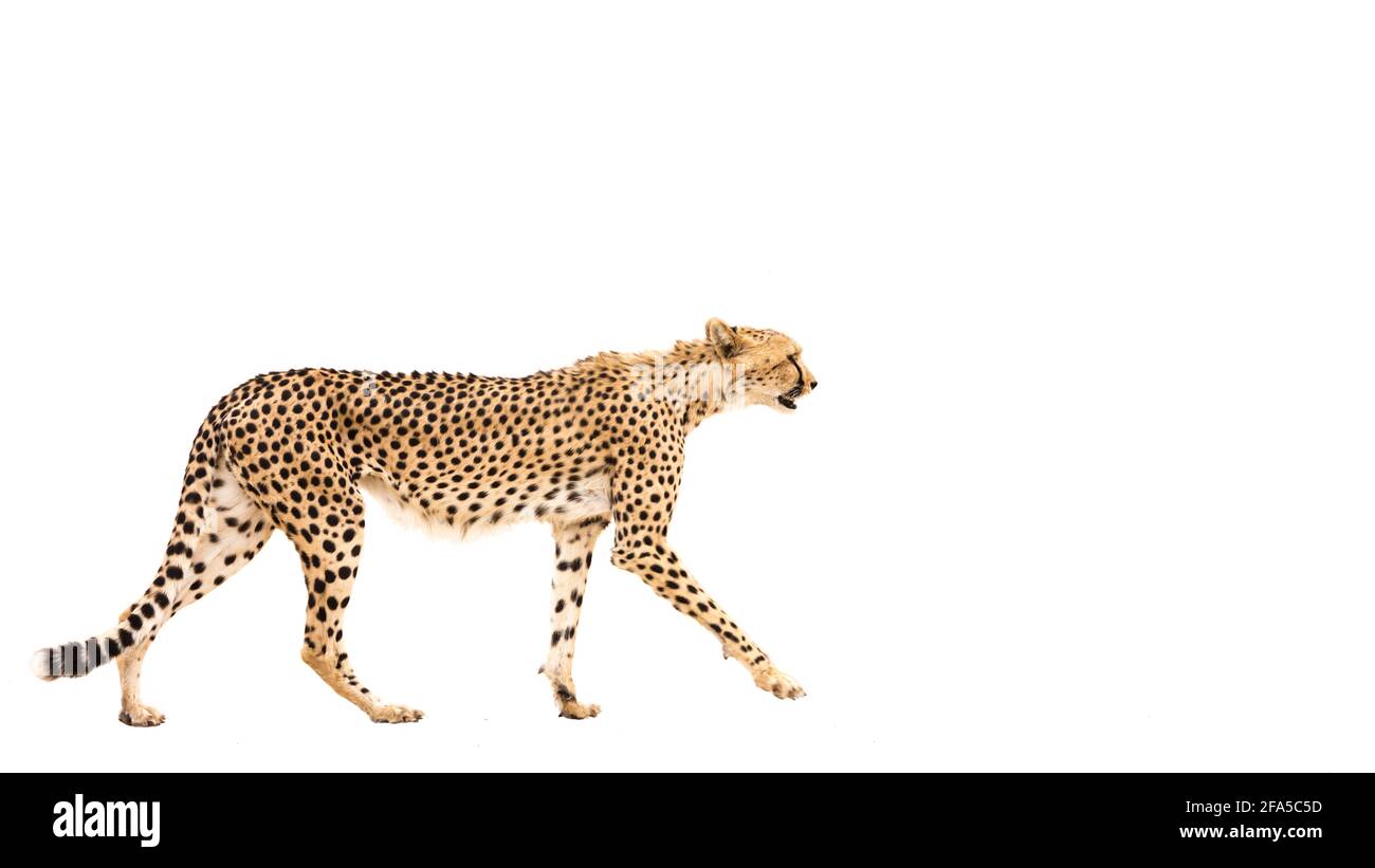 Cheetah marche isolée en fond blanc dans le parc transfrontier de Kgalagadi, Afrique du Sud; famille de Felidae de espèce Acinonyx jubatus Banque D'Images