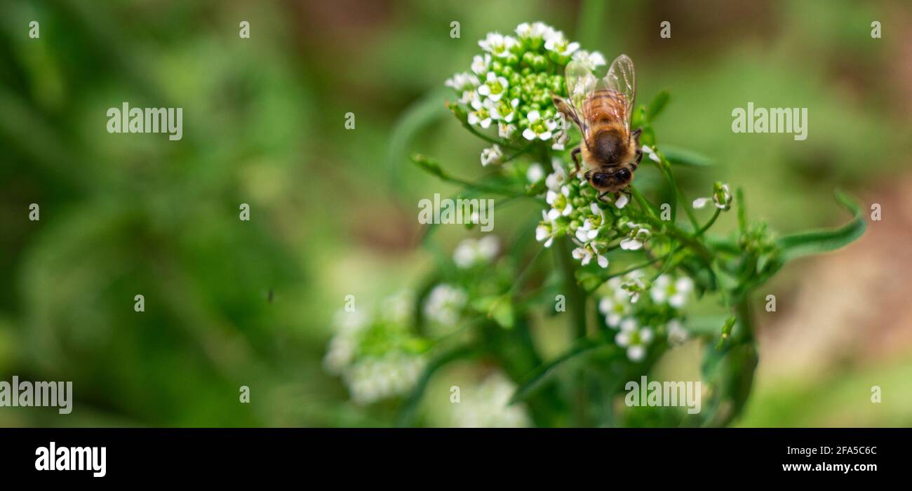 Abeille sur une petite fleur blanche dans le champ de blé Banque D'Images