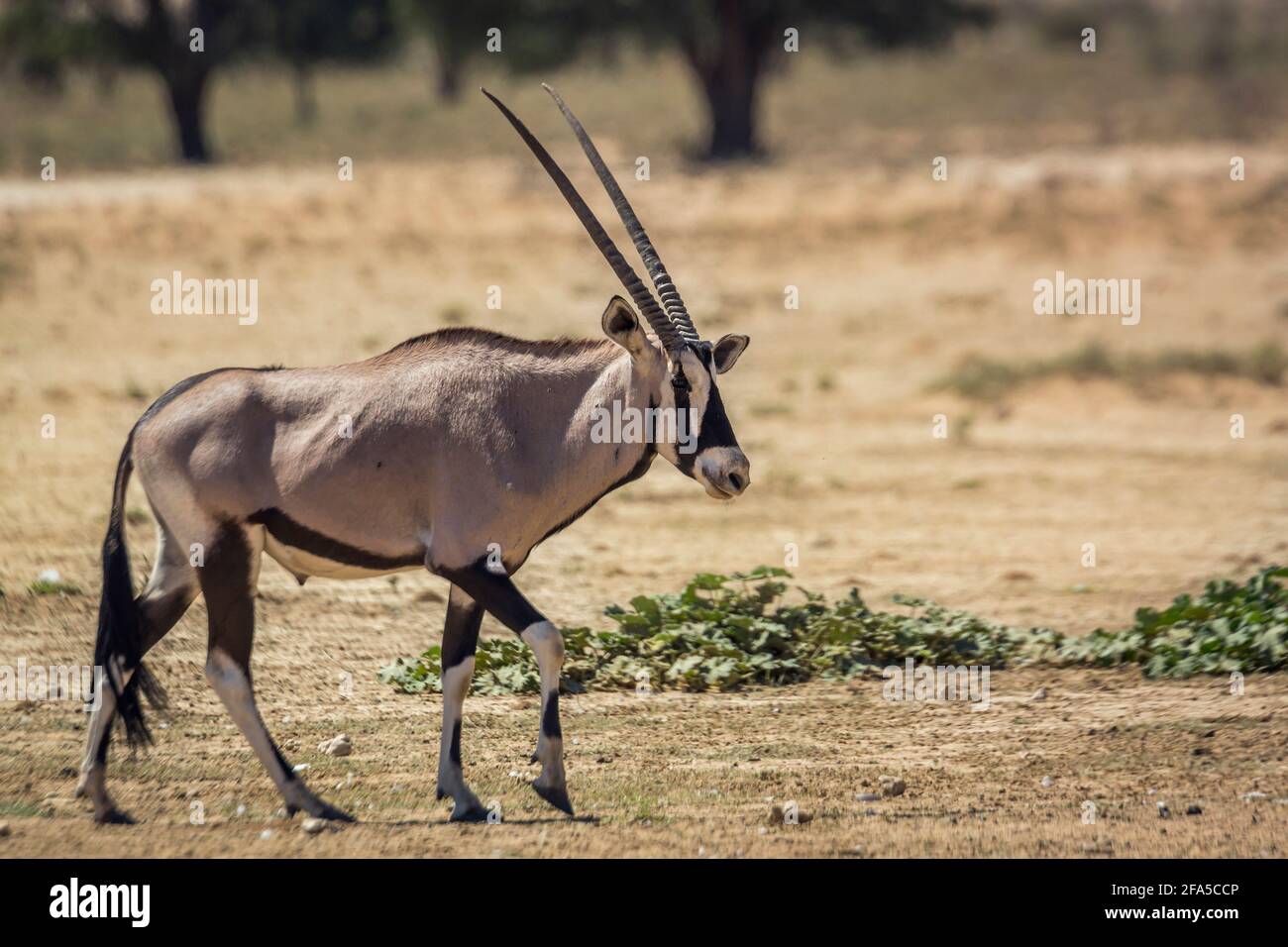 Vue latérale de marche de l'Oryx d'Afrique du Sud en terre sèche dans le parc transfrontier de Kgalagadi, Afrique du Sud; espèce de la famille des Bovidae Oryx gazella Banque D'Images