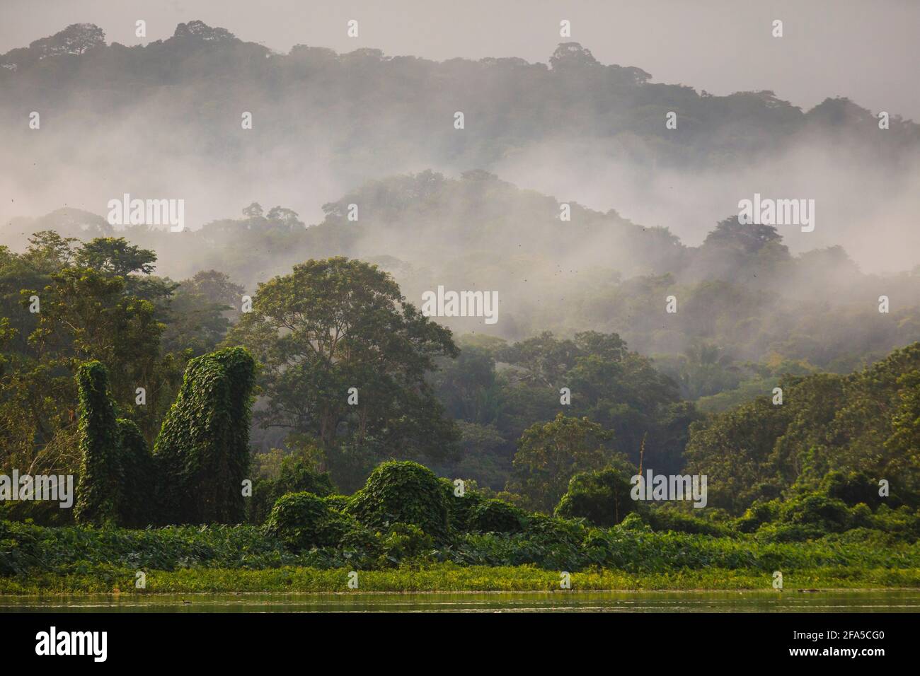 Paysage de Panama avec forêt pluviale brumeux en début de matinée lumière sur le côté est du Rio Chagres, parc national de Soberania, République du Panama Banque D'Images