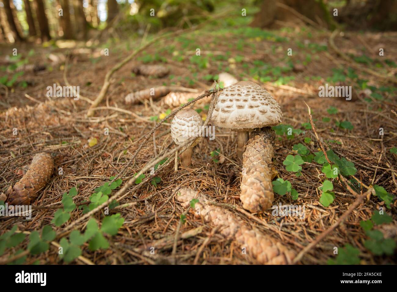 Champignons (macrolepiota procera) cultivés dans une forêt de Dolomites Banque D'Images