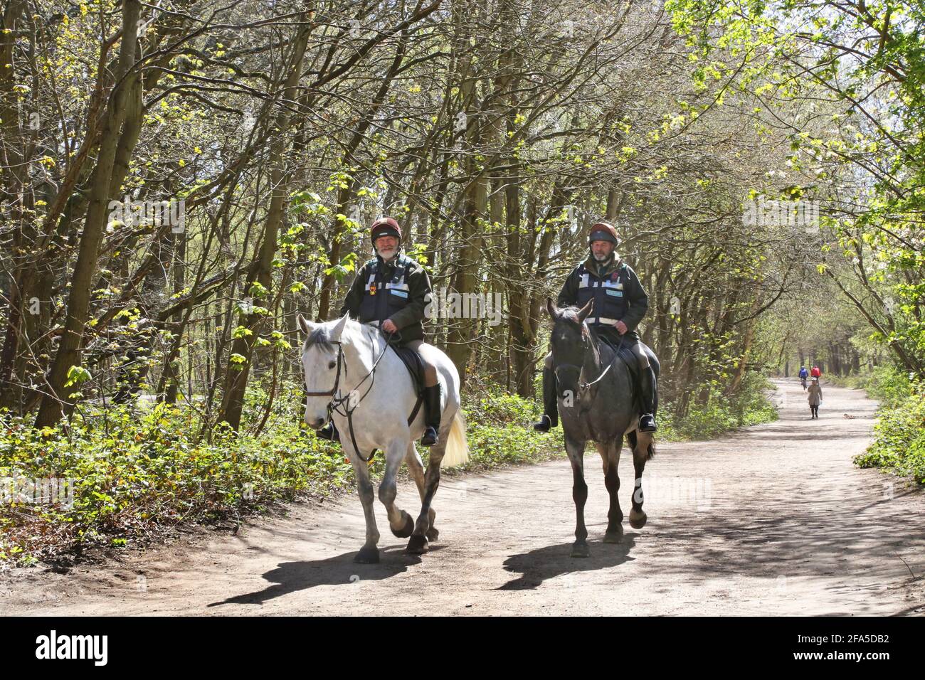 Les Rangers de Wimbledon Common à cheval traversent les bois sur Wimbledon Common, dans le sud-ouest de Londres, au Royaume-Uni. Banque D'Images