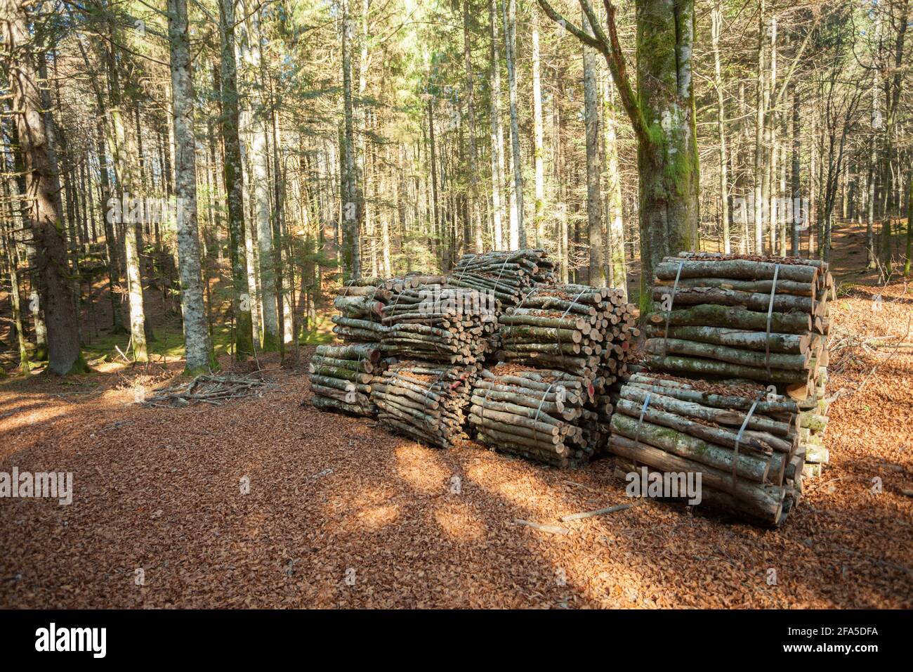 Couper le bouleau à l'intérieur d'une forêt italienne. Banque D'Images