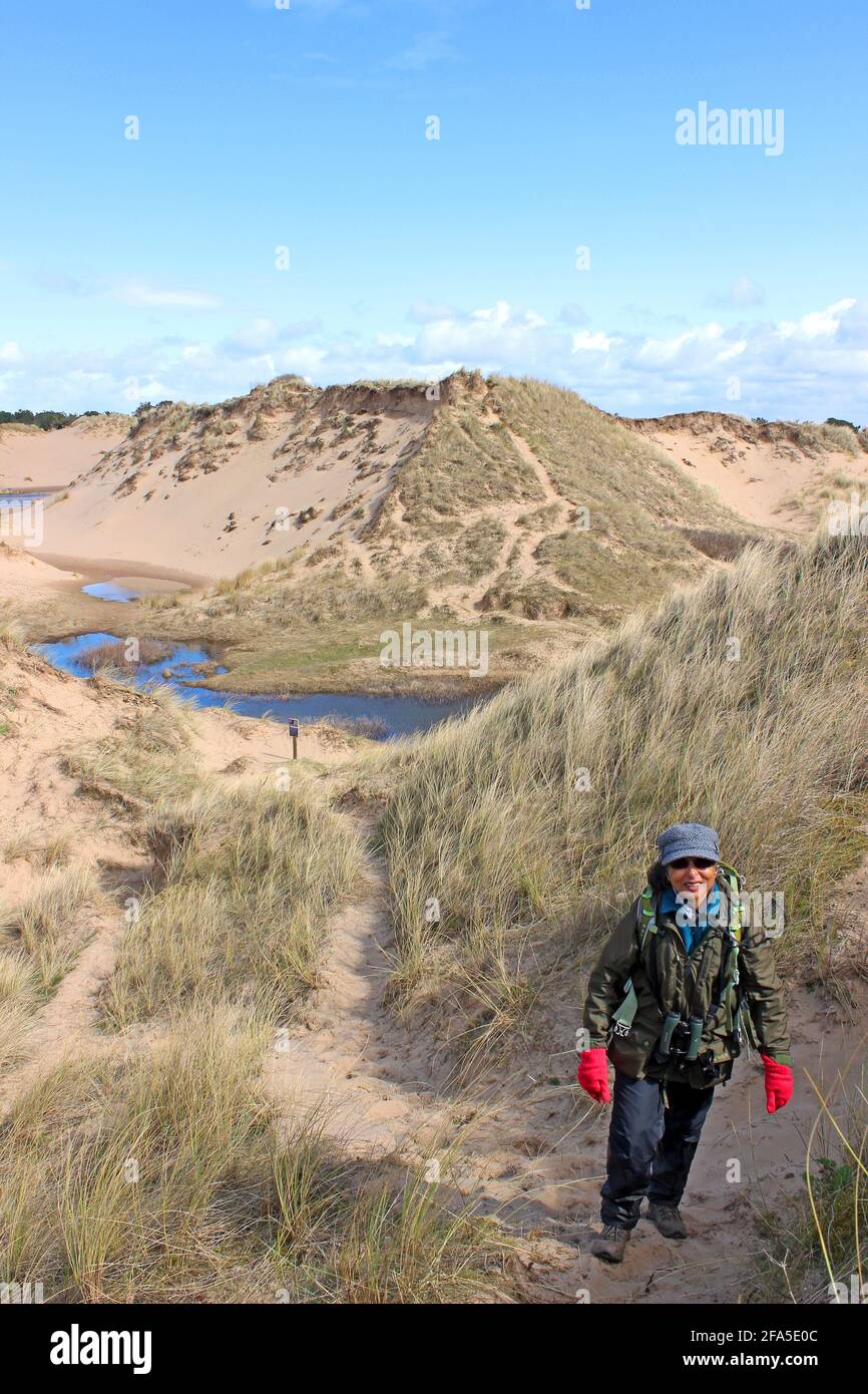 Walker at the Devil's Hole, une grande dune avec reproduction des crapauds de Natterjack dans la réserve naturelle locale de Ravenmeols Sandhills, Formby, Sefton Coast, Royaume-Uni Banque D'Images