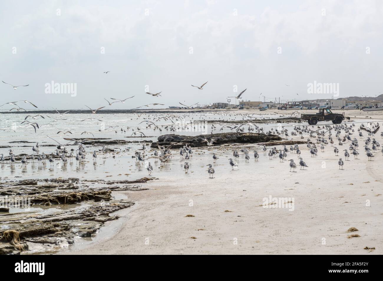 Mouettes sur la plage près du village de pêcheurs Al-Khalifa, Oman Banque D'Images