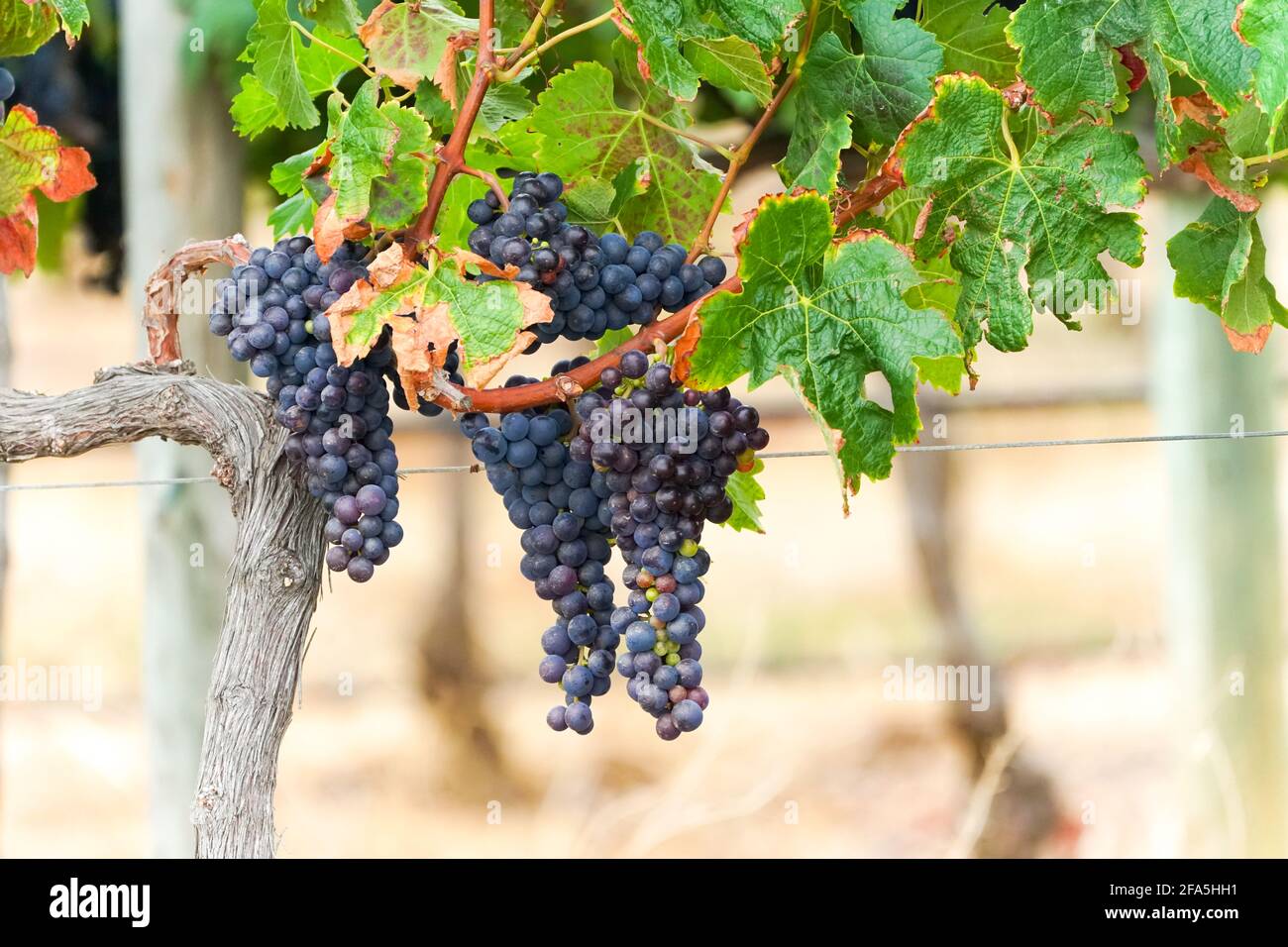 Raisins de vin, noir, rouge, violet, petits pains suspendus sur une vigne en gros plan dans un vignoble du Cap, Afrique du Sud Banque D'Images