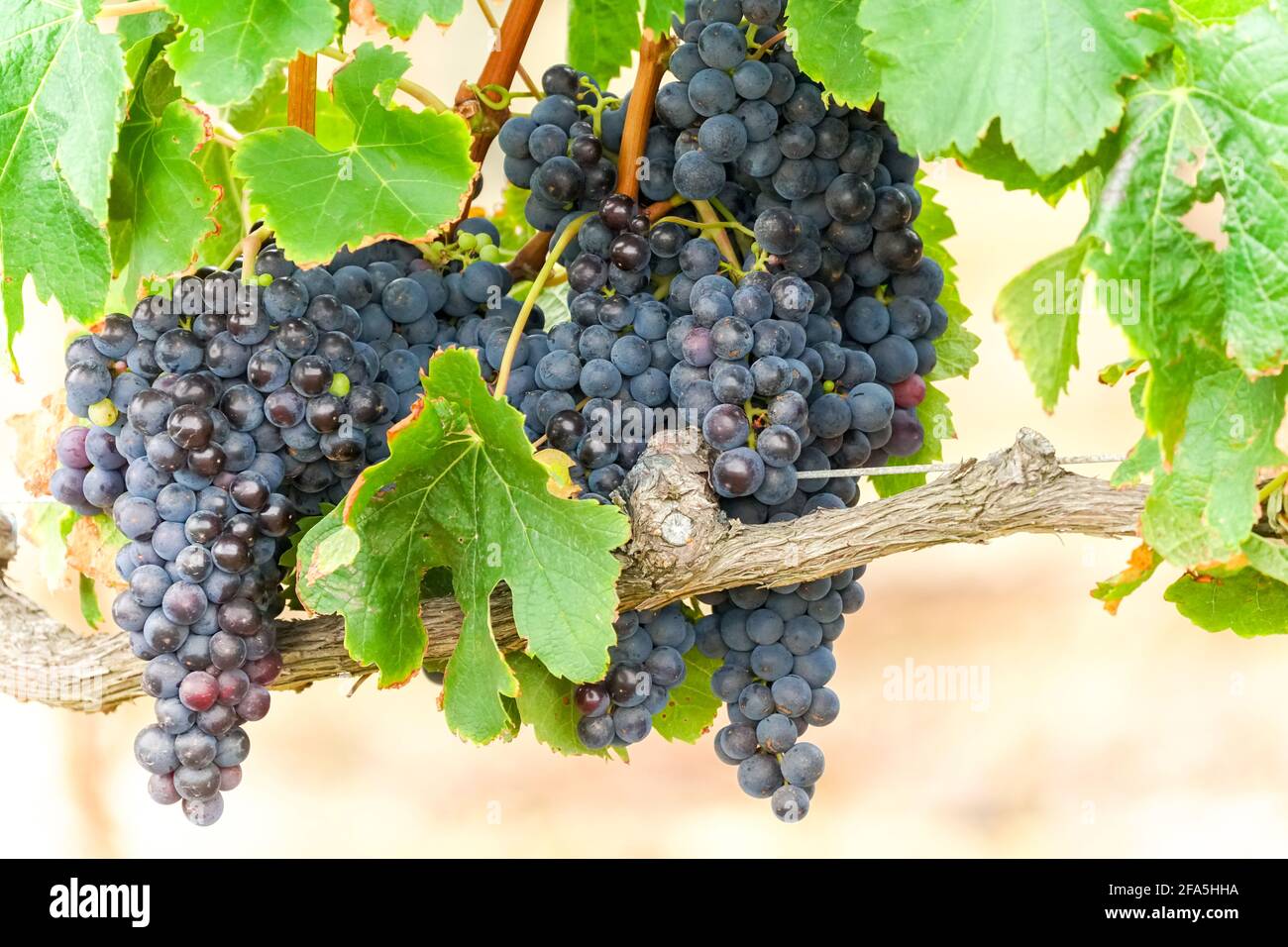 Noir. Rouge, violet grappes de raisin accrochées à une vigne dans un vignoble à proximité au Cap, Afrique du Sud Banque D'Images