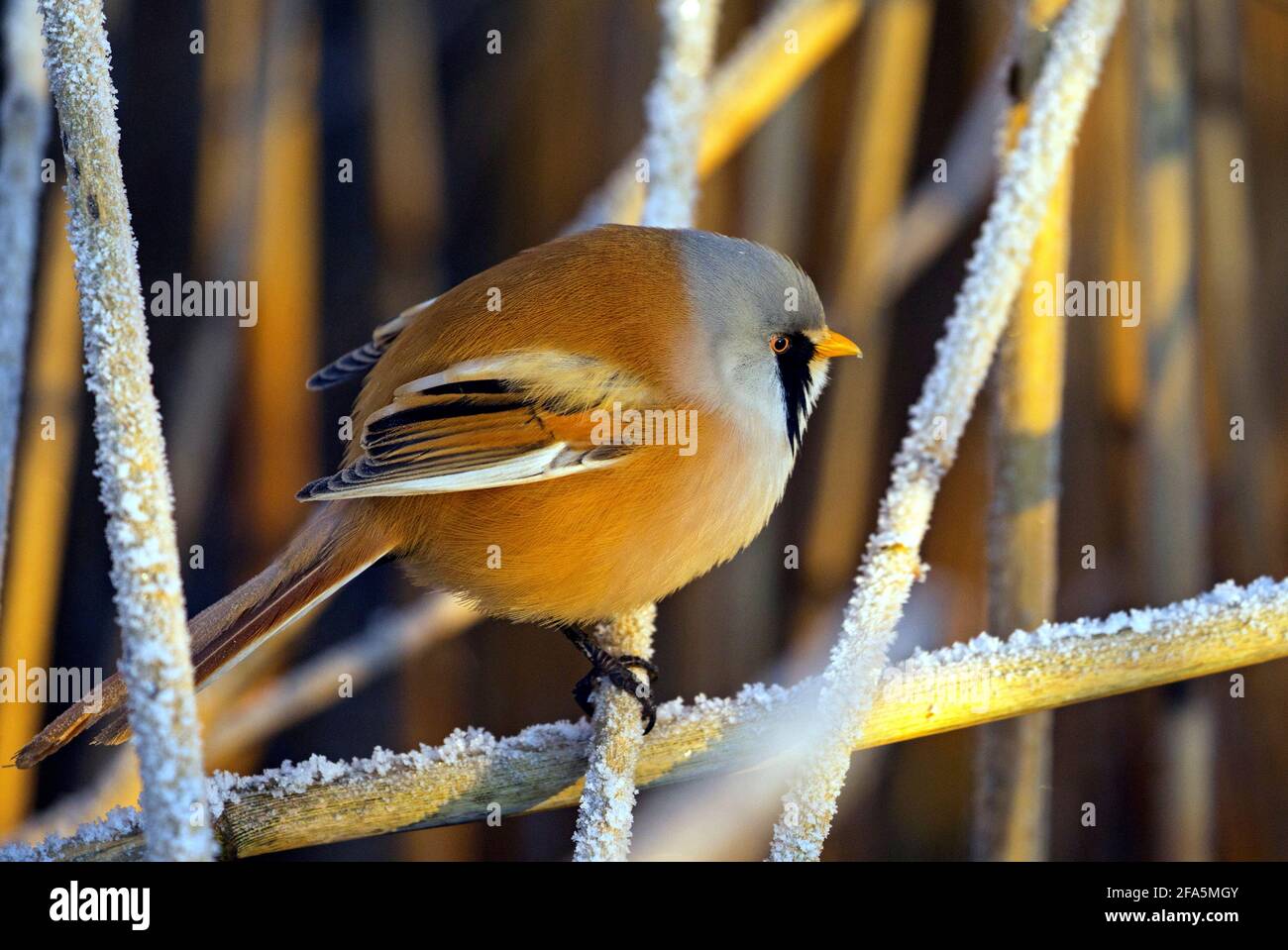 Tit barbu, homme (Panurus biarmicus) photo: Bengt Ekman / TT / code 2706 Banque D'Images