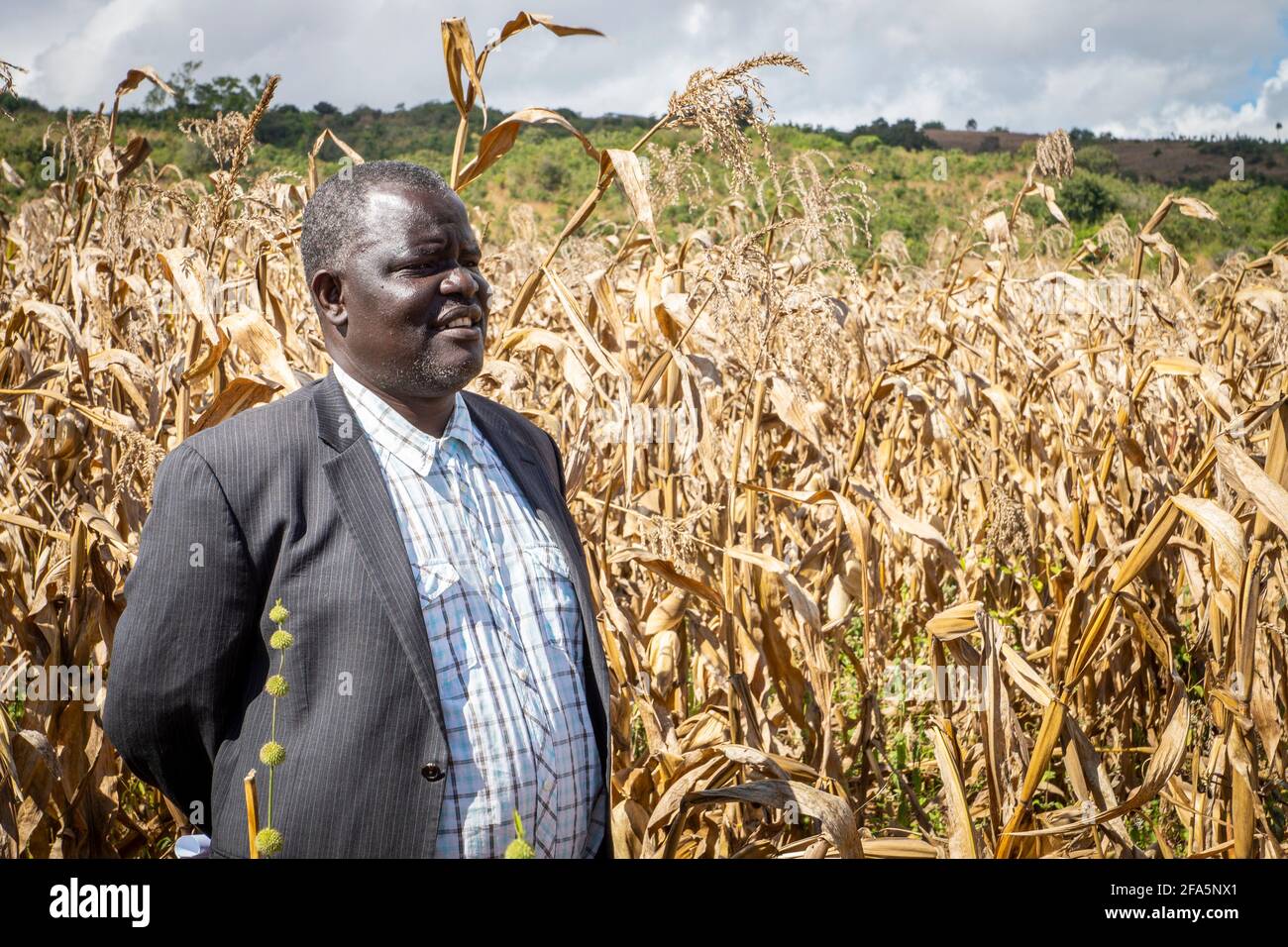 Le gouvernement agricole visite un champ de maïs dans le nord du Malawi Banque D'Images