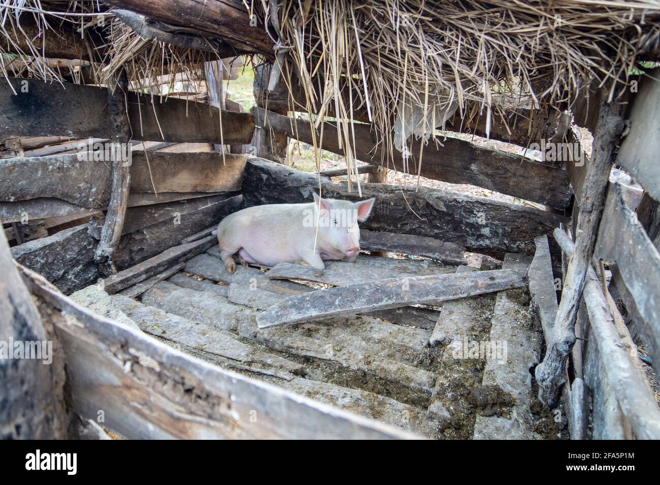 Cochon dans un stylo sur une ferme rurale de mahholder au Malawi, en Afrique Banque D'Images