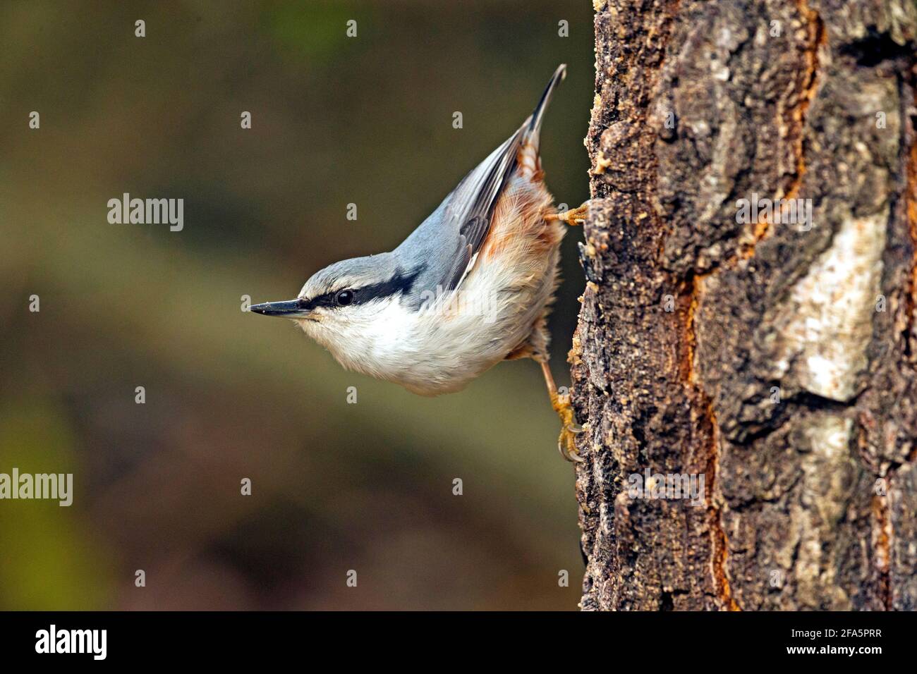 Nuthatch (Sitta europaea) photo: Bengt Ekman / TT / code 2706 Banque D'Images