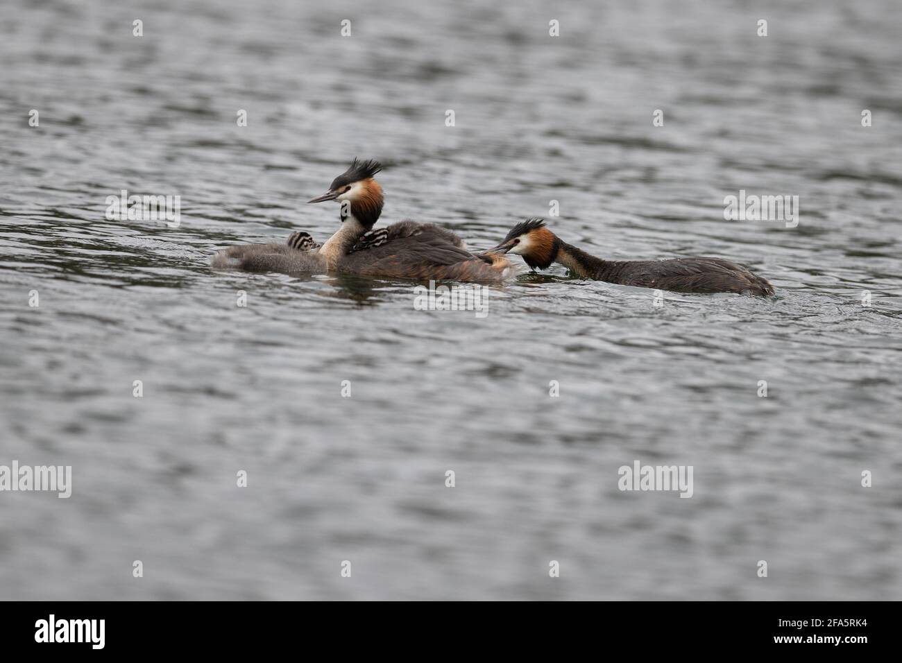 Grand grebe à crête, RSPB, oiseau d'eau, jeune, anglais Banque D'Images