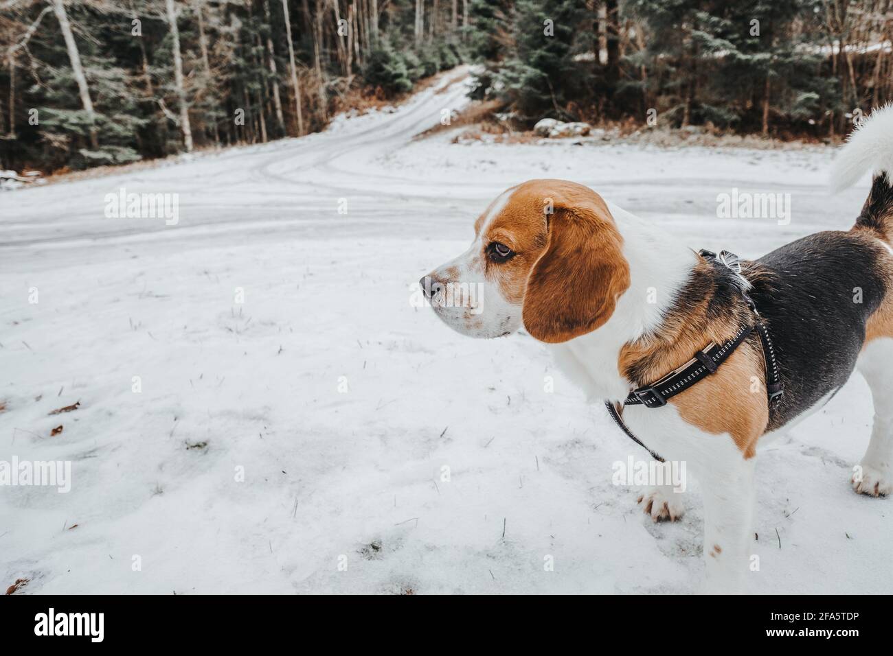 Magnifique chien Beagle marchant dans la forêt d'hiver dans le jour Banque D'Images