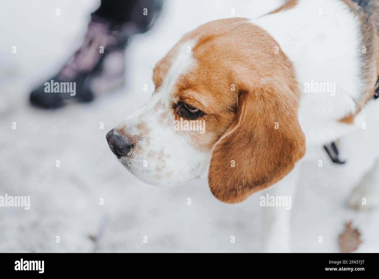 Portrait d'un beau chien Beagle dans la forêt d'hiver Banque D'Images