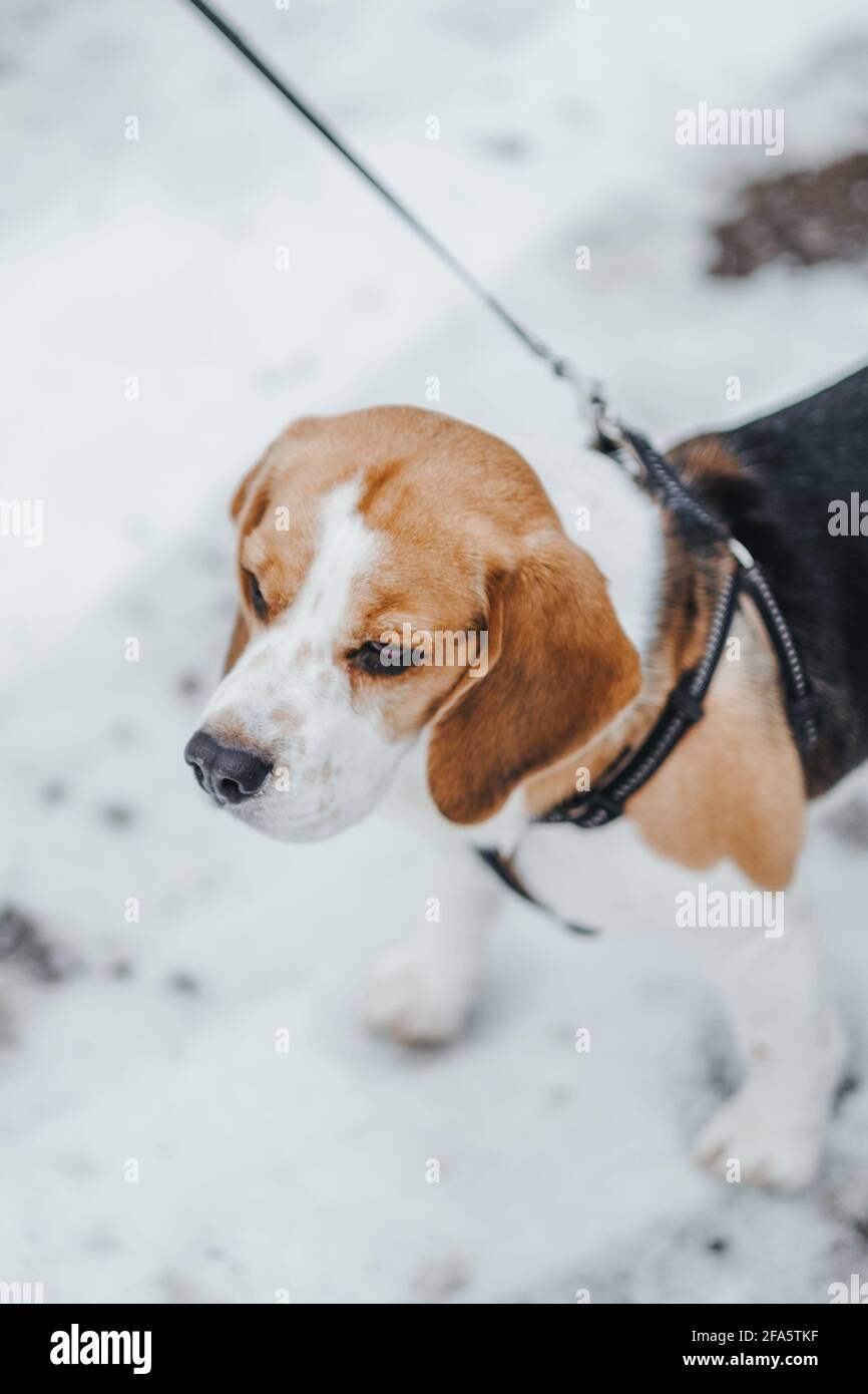 Magnifique chien Beagle marchant dans la forêt d'hiver dans le jour Banque D'Images