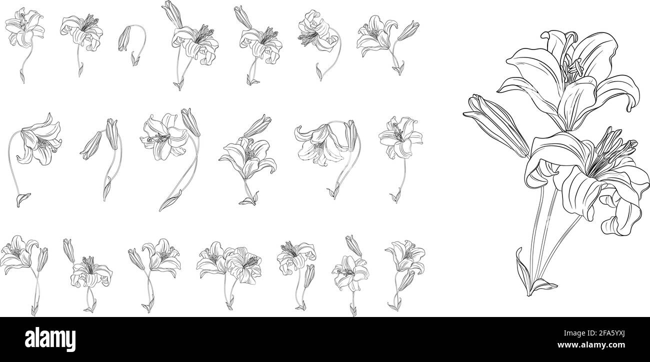 ensemble de compositions florales. Fleurs de printemps. lilys. Illustration de Vecteur