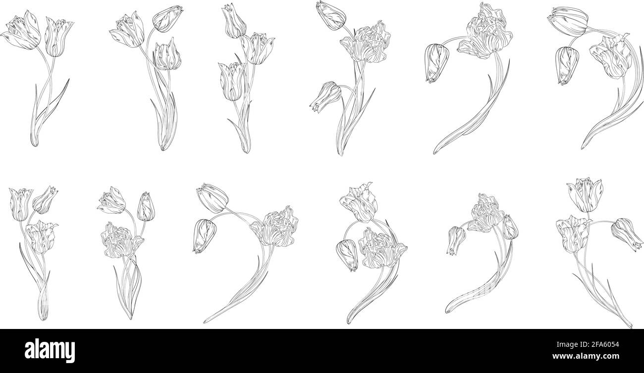 Ensemble de compositions florales fleurs printanières. Les tulipes graphiques. Illustration de Vecteur