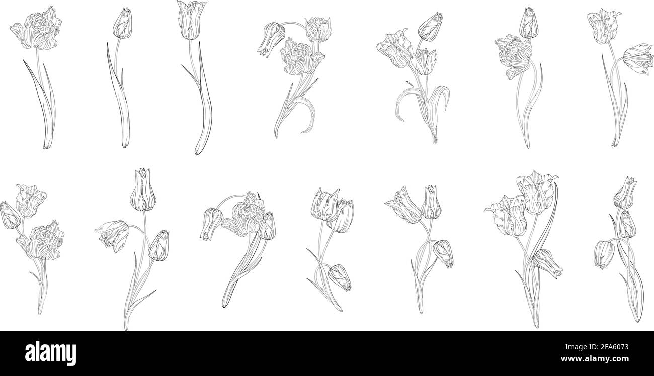 Ensemble de compositions florales fleurs printanières. Les tulipes graphiques. Illustration de Vecteur