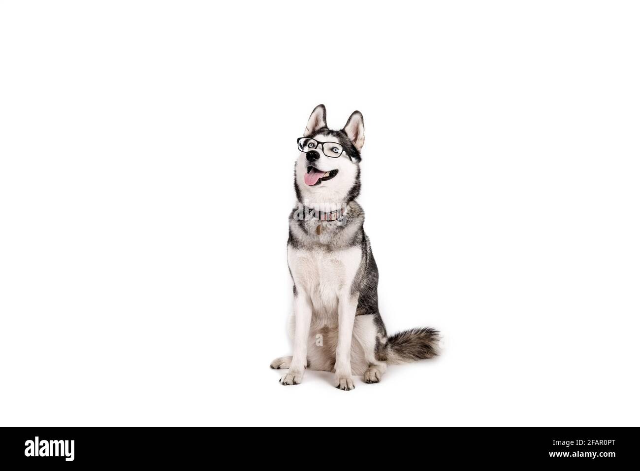 Concept Smart Dog. Portrait d'un jeune beau Husky drôle, assis avec la langue, portant des lunettes, arrière-plan blanc isolé. Visage souriant de dom Banque D'Images