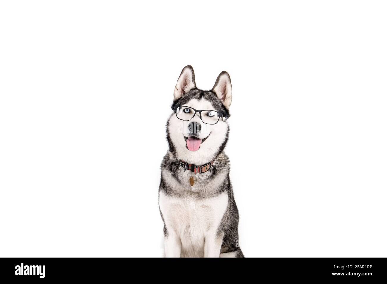 Concept Smart Dog. Portrait d'un jeune beau Husky drôle, assis avec la langue, portant des lunettes, arrière-plan blanc isolé. Visage souriant de dom Banque D'Images
