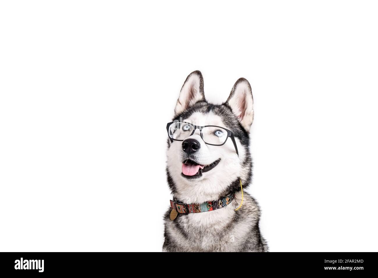 Concept Smart Dog. Portrait d'un jeune beau Husky drôle, assis avec la langue, portant des lunettes, arrière-plan blanc isolé. Visage souriant de dom Banque D'Images