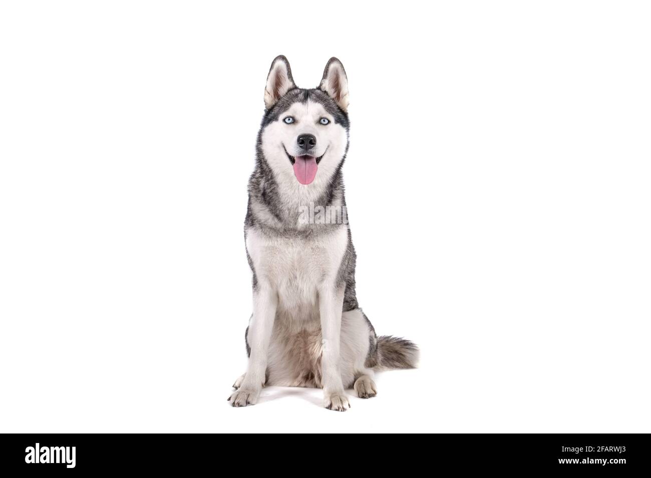 Portrait d'un jeune chien Husky très drôle, assis avec sa langue sur un fond blanc isolé. Visage souriant d'un chien de race pure et domestique avec poin Banque D'Images