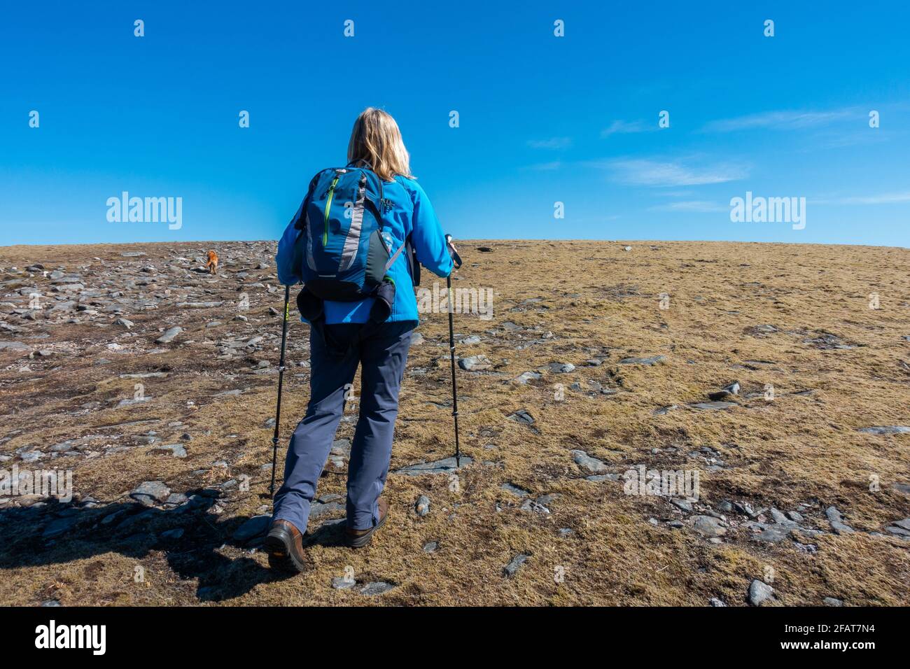Un marcheur lors de la dernière promenade jusqu'au sommet de Meall Chuaich, une montagne Munro près de Dalwhinnie, en Écosse Banque D'Images