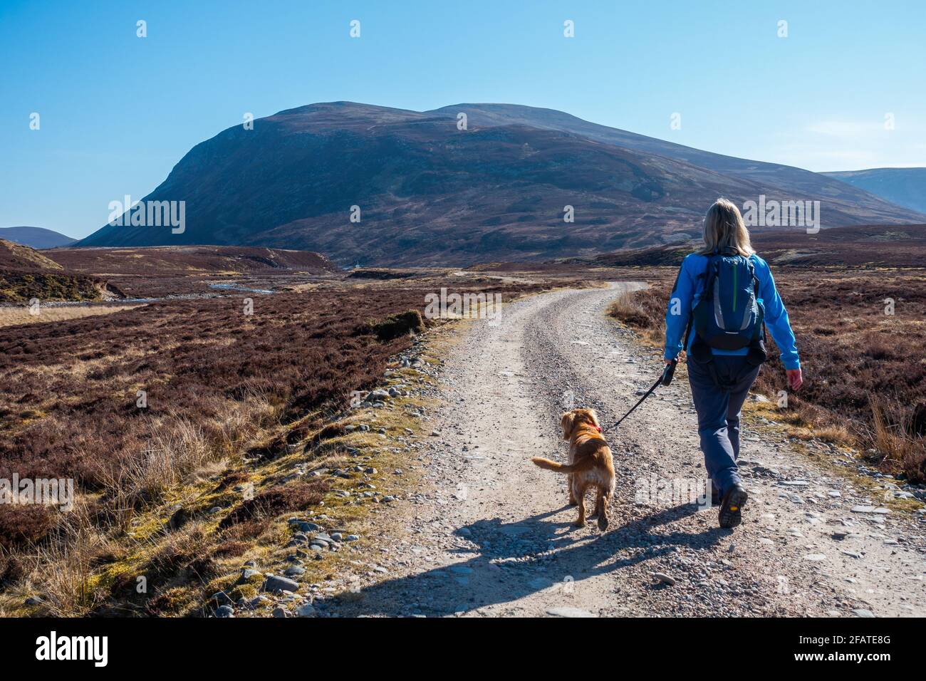Un marcheur sur le chemin de Meall Chuaich, une montagne Munro près de Dalwhinnie, en Écosse. La colline est visible en arrière-plan Banque D'Images