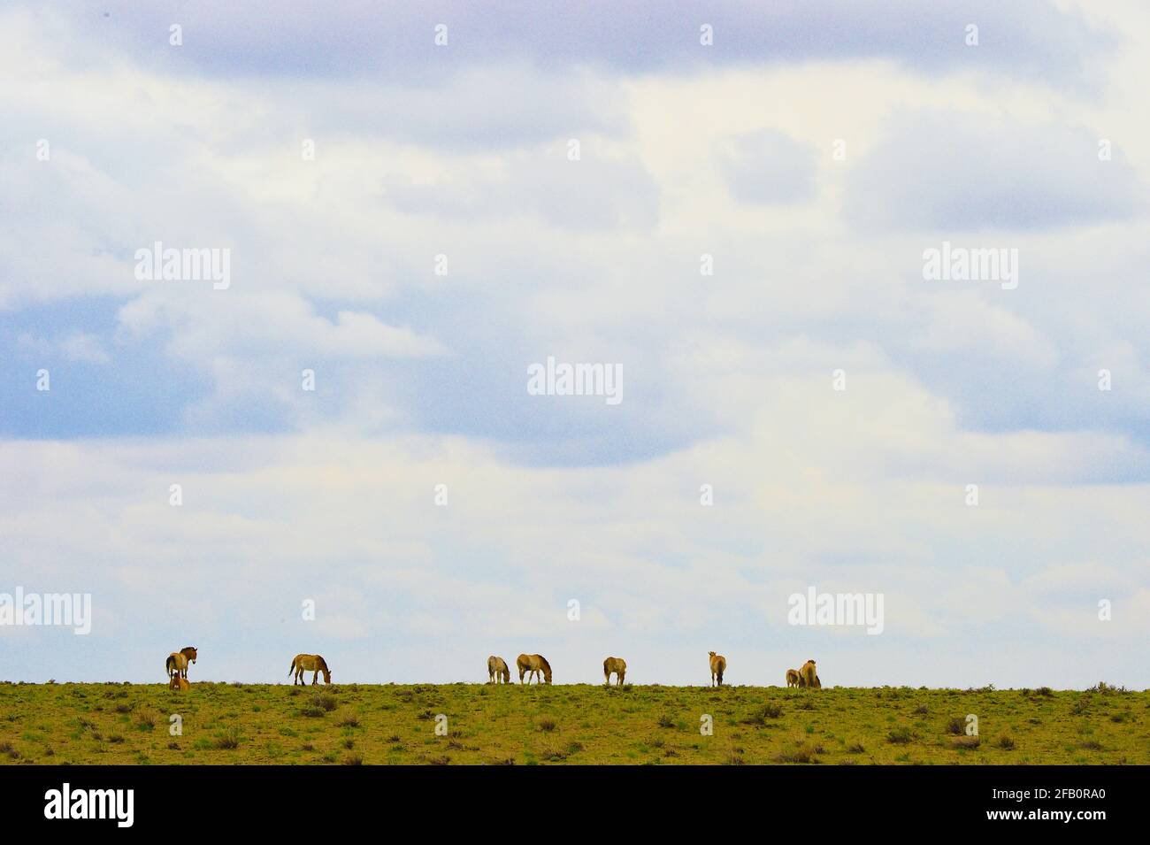 Altay, région autonome de Xinjiang Uygur en Chine. 22 avril 2021. Les chevaux de Przewalski sont vus dans la réserve naturelle de Kalamayli, dans la région autonome de Xinjiang Uygur, dans le nord-ouest de la Chine, le 22 avril 2021. Credit: Hou Zhaokang/Xinhua/Alamy Live News Banque D'Images