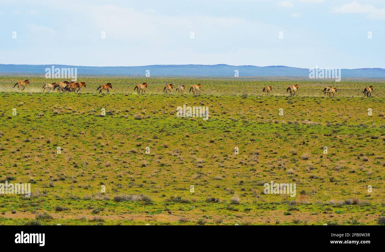 Altay, région autonome de Xinjiang Uygur en Chine. 22 avril 2021. Les chevaux de Przewalski sont vus dans la réserve naturelle de Kalamayli, dans la région autonome de Xinjiang Uygur, dans le nord-ouest de la Chine, le 22 avril 2021. Credit: Hou Zhaokang/Xinhua/Alamy Live News Banque D'Images