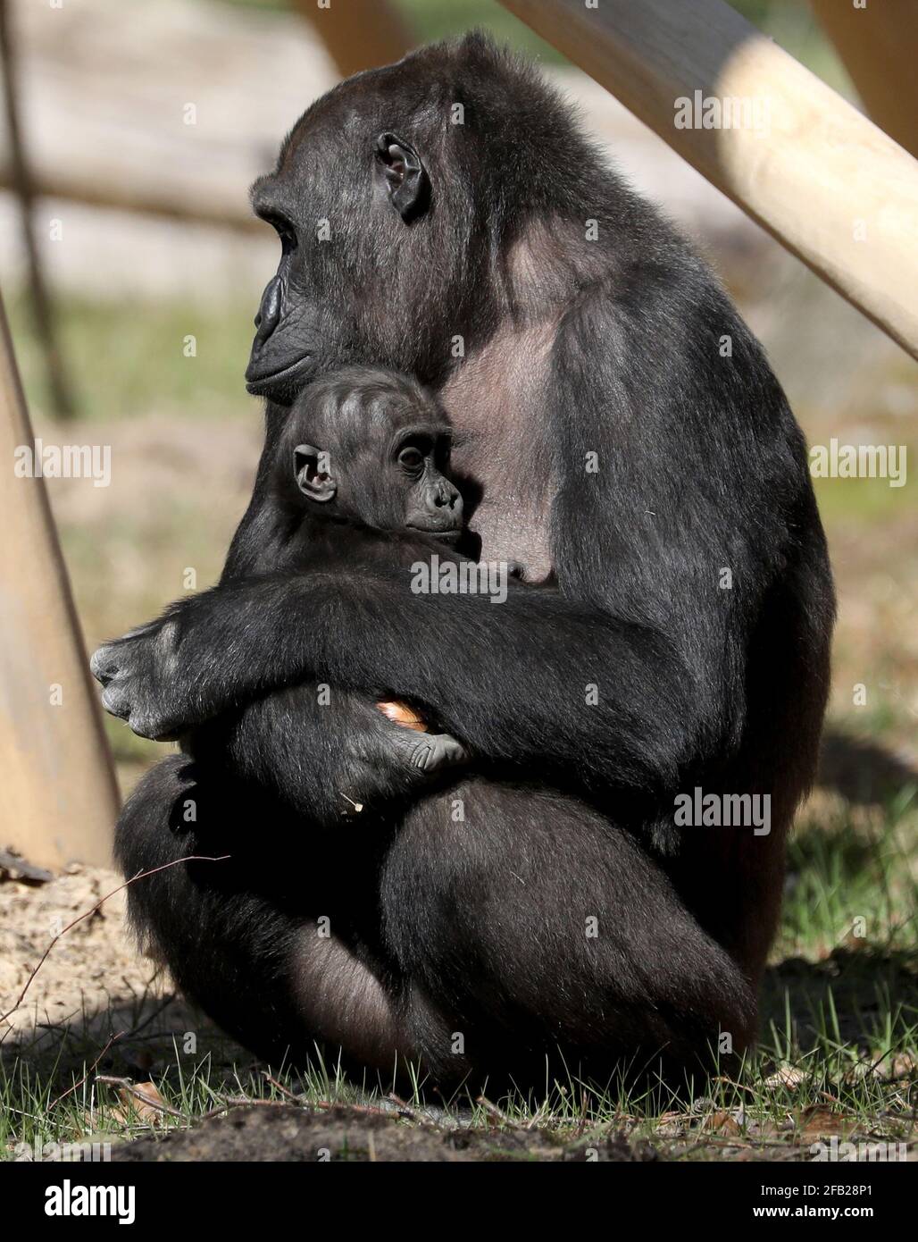 Rostock Allemagne 23 Avril 21 Mere Zola Et Son Fils Moyo Sont A L Exterieur De L Enceinte Du Darwineum Pour Le Premier Anniversaire De La Progeniture Gorille Moyo Est Ne Le 23 04 Sa