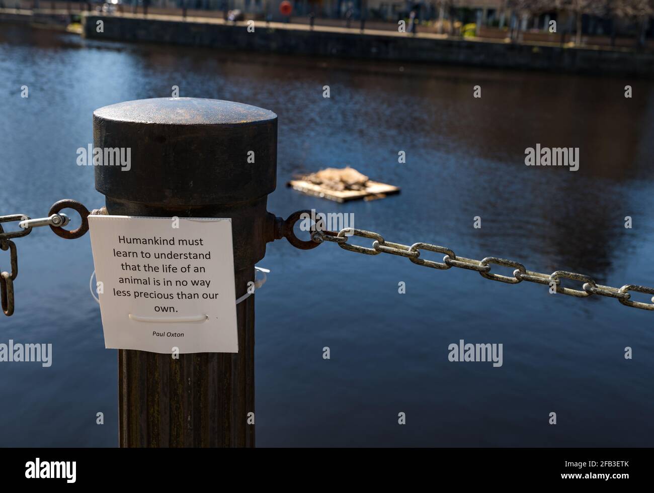 Paul Oxton citation de conservation des animaux attachée au poste au bord de la rivière, fondateur de Wild Heart Wildlife Foundation, Water of Leith, Édimbourg, Écosse, Royaume-Uni Banque D'Images Paul Oxton citation de conservation des animaux attachée au poste au bord de la rivière, fondateur de Wild Heart Wildlife Foundation, Water of Leith, Édimbourg, Écosse, Royaume-Uni Banque D'Images