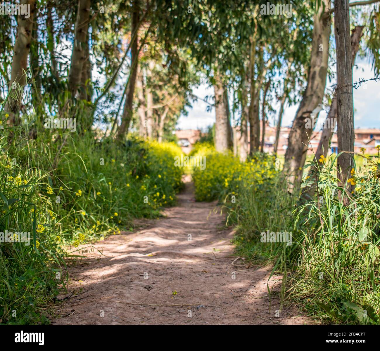 route de terre à côté des arbres et des fleurs Banque D'Images