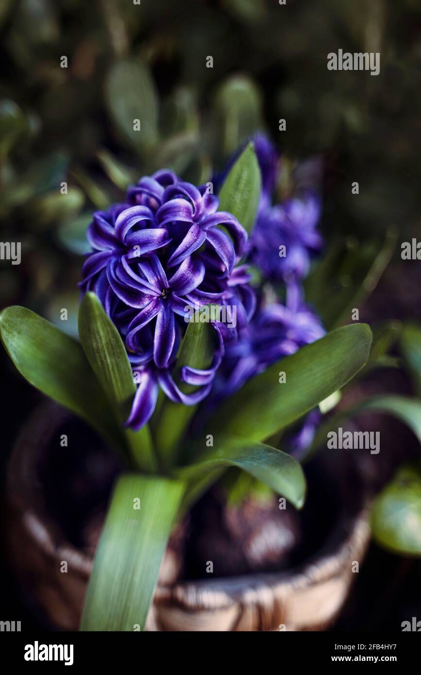 Les jacinthes violettes fleurs dans un pot Banque D'Images