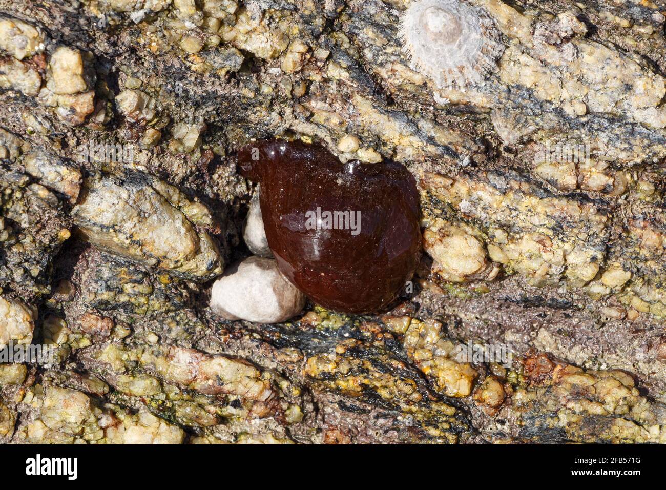 Beadlet anémone sur la roche à marée basse en Bretagne Banque D'Images