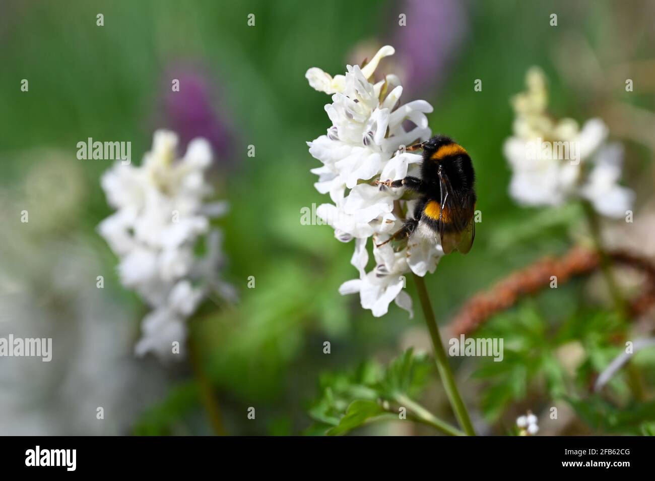Gros plan d'une abeille sur une fleur blanche Banque D'Images